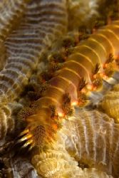 A little glory for the common fireworm by Karl Dietz 